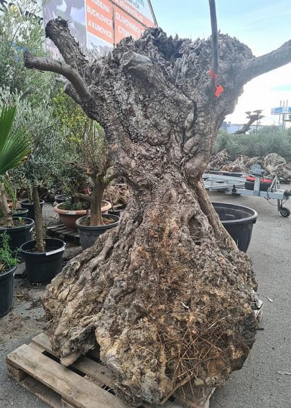 olivove drevo
